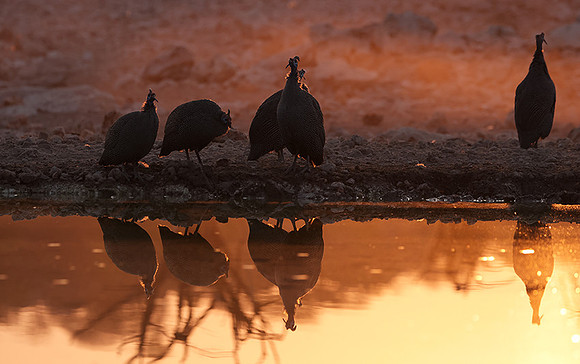 Helmeted guineafowl - Ongava Private Reserve