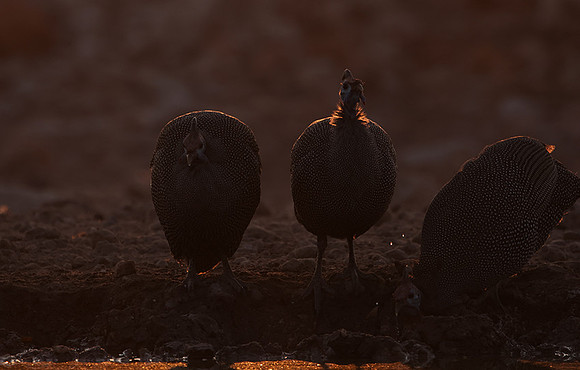Helmeted guineafowl - Ongava Private Reserve