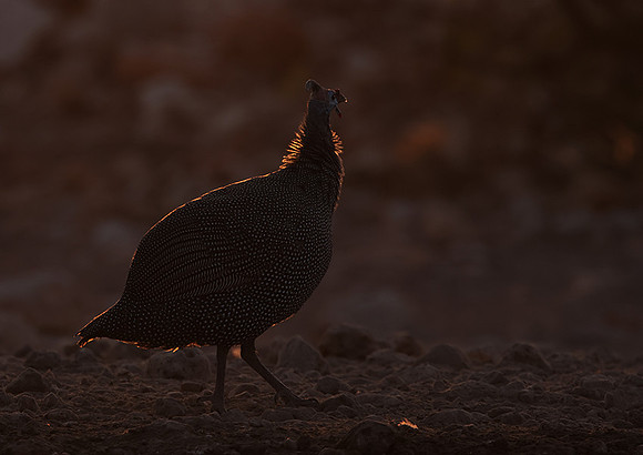 Helmeted guineafowl - Ongava Private Reserve