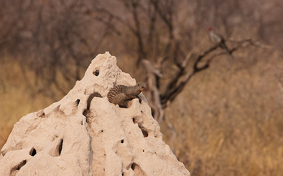 Banded mongoose - Onguma Private Reserve
