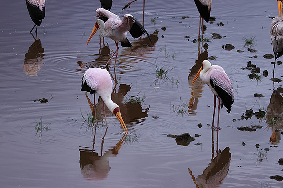 Yellow-billes storks - Lake Nakuru