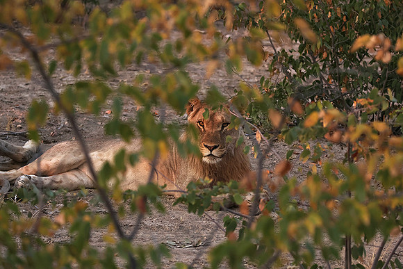 Ongava Private Reserve