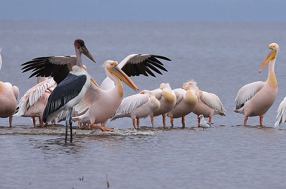 Lake Nakuru