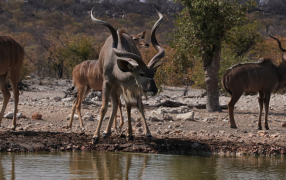 Onguma Private Reserve
