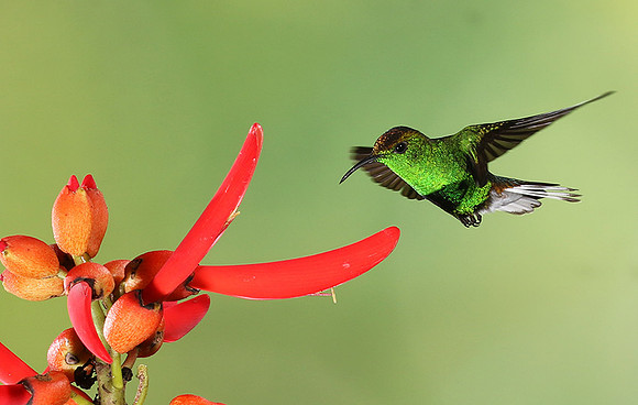 Coppery-headed emerald