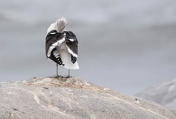 Kelp gull - Skeleton coast