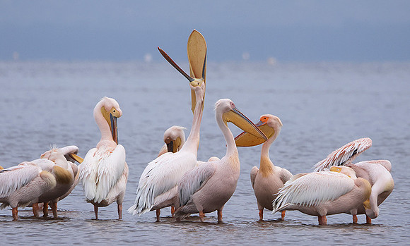 Lake Nakuru
