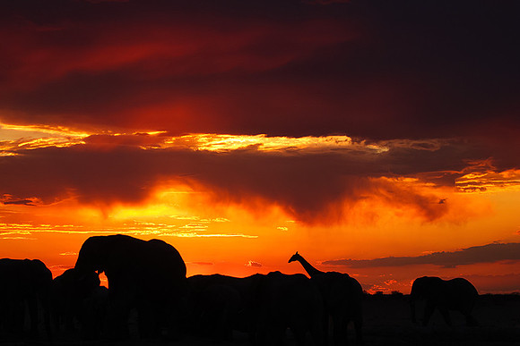 Sunset - Nxai Pan