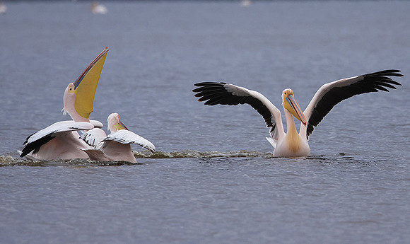 Lake Nakuru