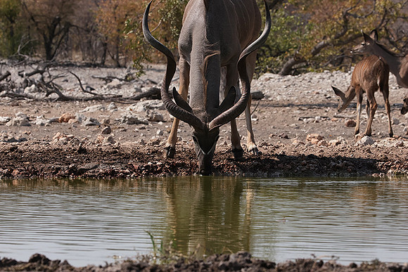 Onguma Private Reserve