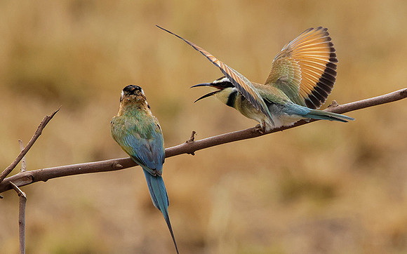 White-throated bee-eater - Shompole