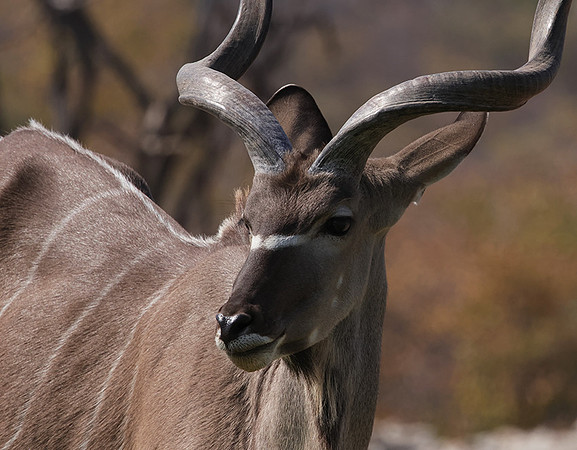 Onguma Private Reserve