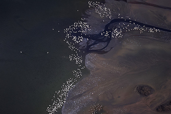 Pelicans from helicopter