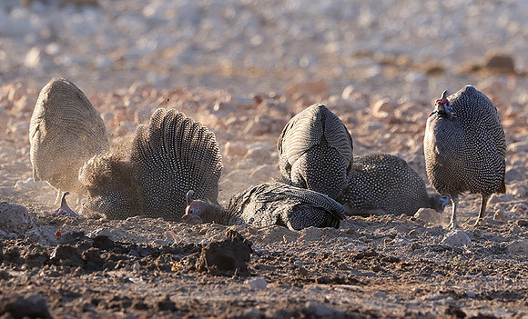 Helmeted guineafowl - Ongava Private Reserve