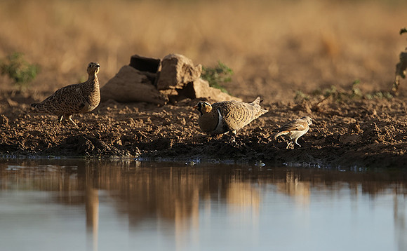 Black-faced sangrouses - Shompole