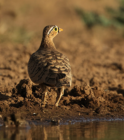 Black-faced sangrouses - Shompole