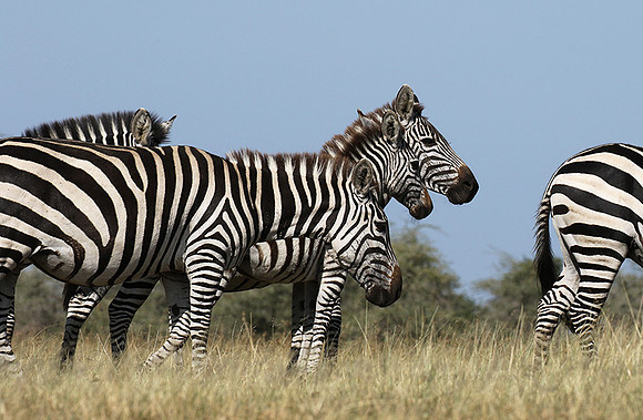 Serengeti - Grumeti Private Reserve