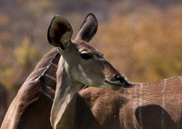 Onguma Private Reserve
