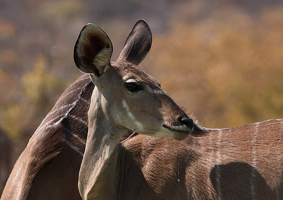 Onguma Private Reserve
