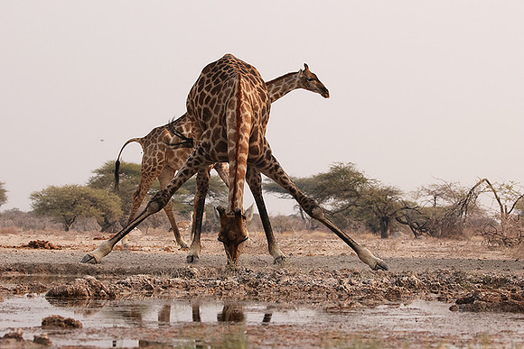 Onguma Private Reserve
