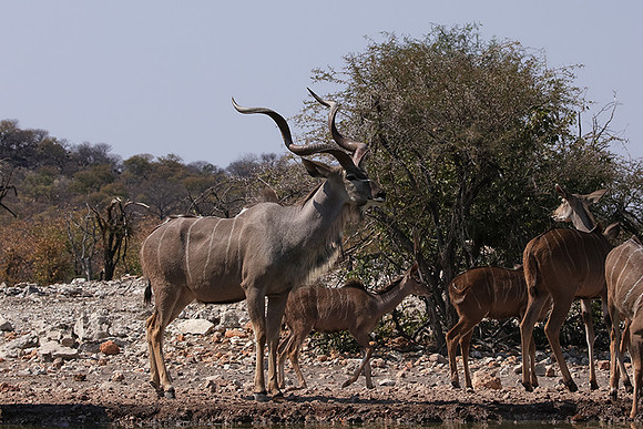 Onguma Private Reserve