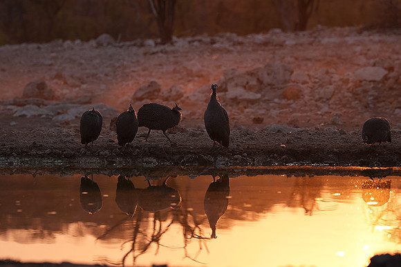Helmeted guineafowl - Ongava Private Reserve