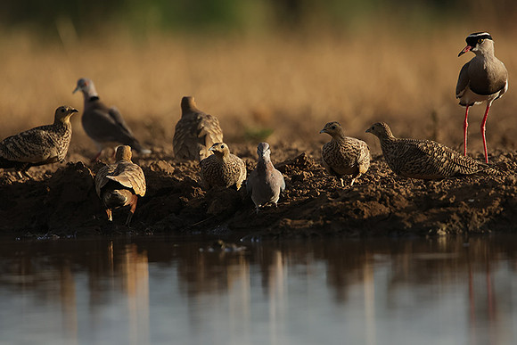 Chestnut-bellied sandgrouse - Shompole
