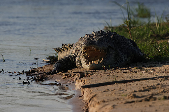 Delta of Okavango