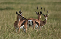 Borana