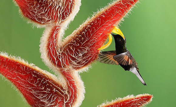 Black-bellied hummingbird