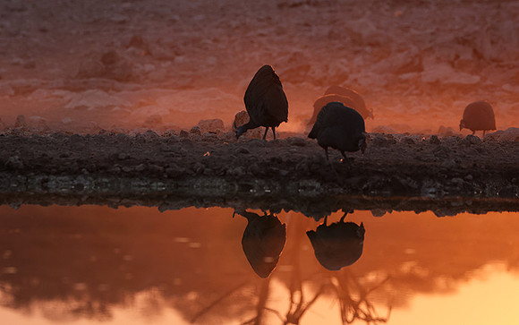 Helmeted guineafowl - Ongava Private Reserve