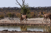 Onguma Private Reserve