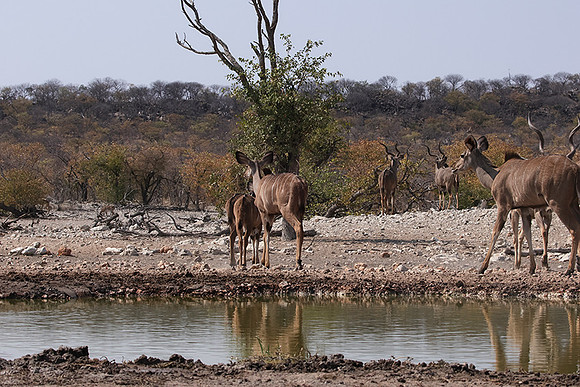 Onguma Private Reserve