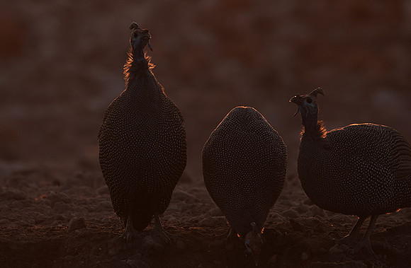 Helmeted guineafowl - Ongava Private Reserve
