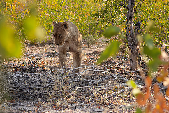 Ongava Private Reserve