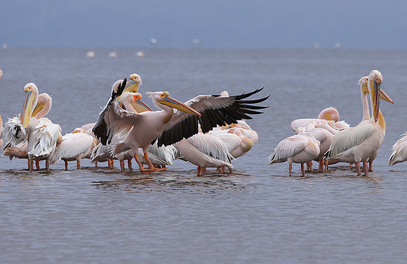 Lake Nakuru