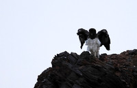 Martial eagle - Hoanib river bed