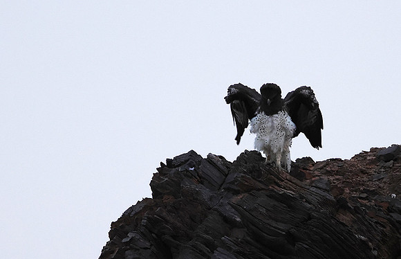 Martial eagle - Hoanib river bed