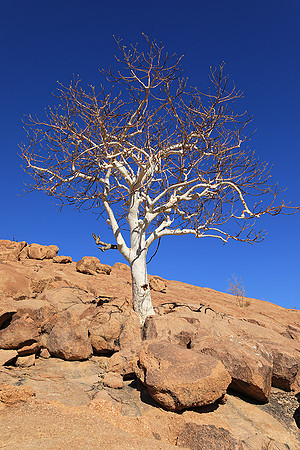 Damaraland