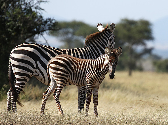 Serengeti - Grumeti Private Reserve