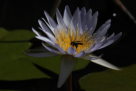 Lotus flowers - Botswana