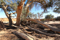 Damaraland