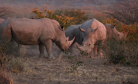 White rhinos  -  Ongava Private Reserve