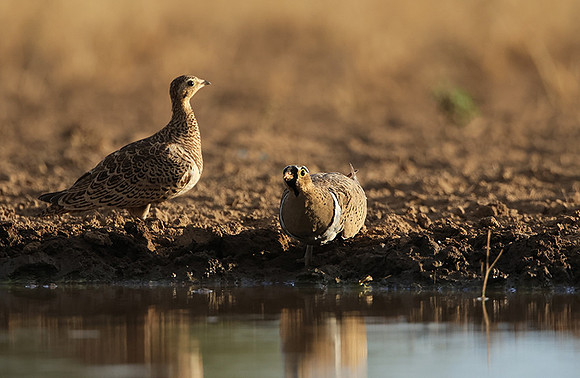 Black-faced sangrouses - Shompole