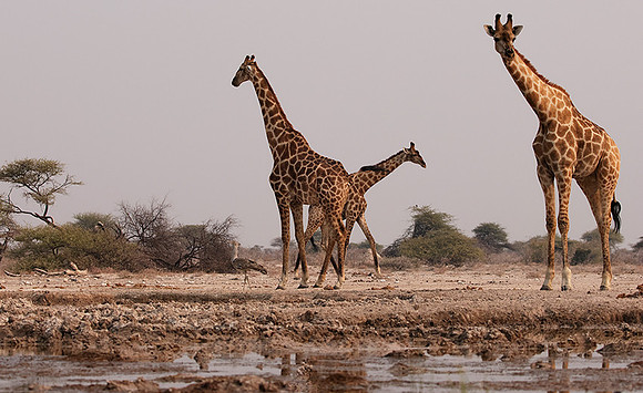 Onguma Private Reserve
