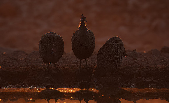 Helmeted guineafowl - Ongava Private Reserve