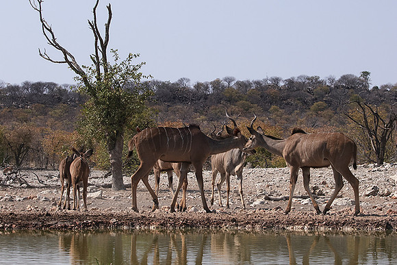 Onguma Private Reserve