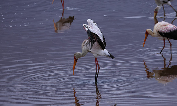 Yellow-billes storks - Lake Nakuru