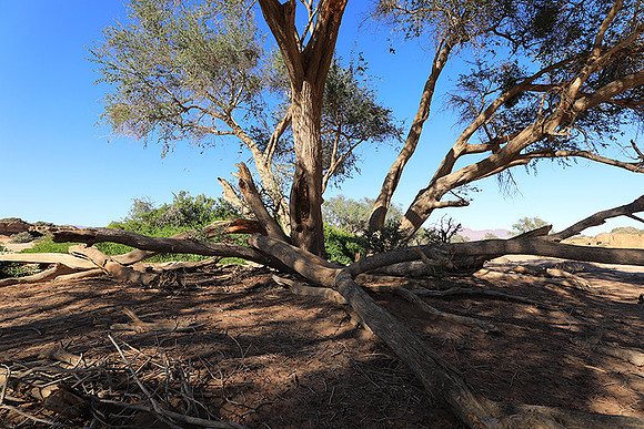 Damaraland