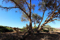 Damaraland